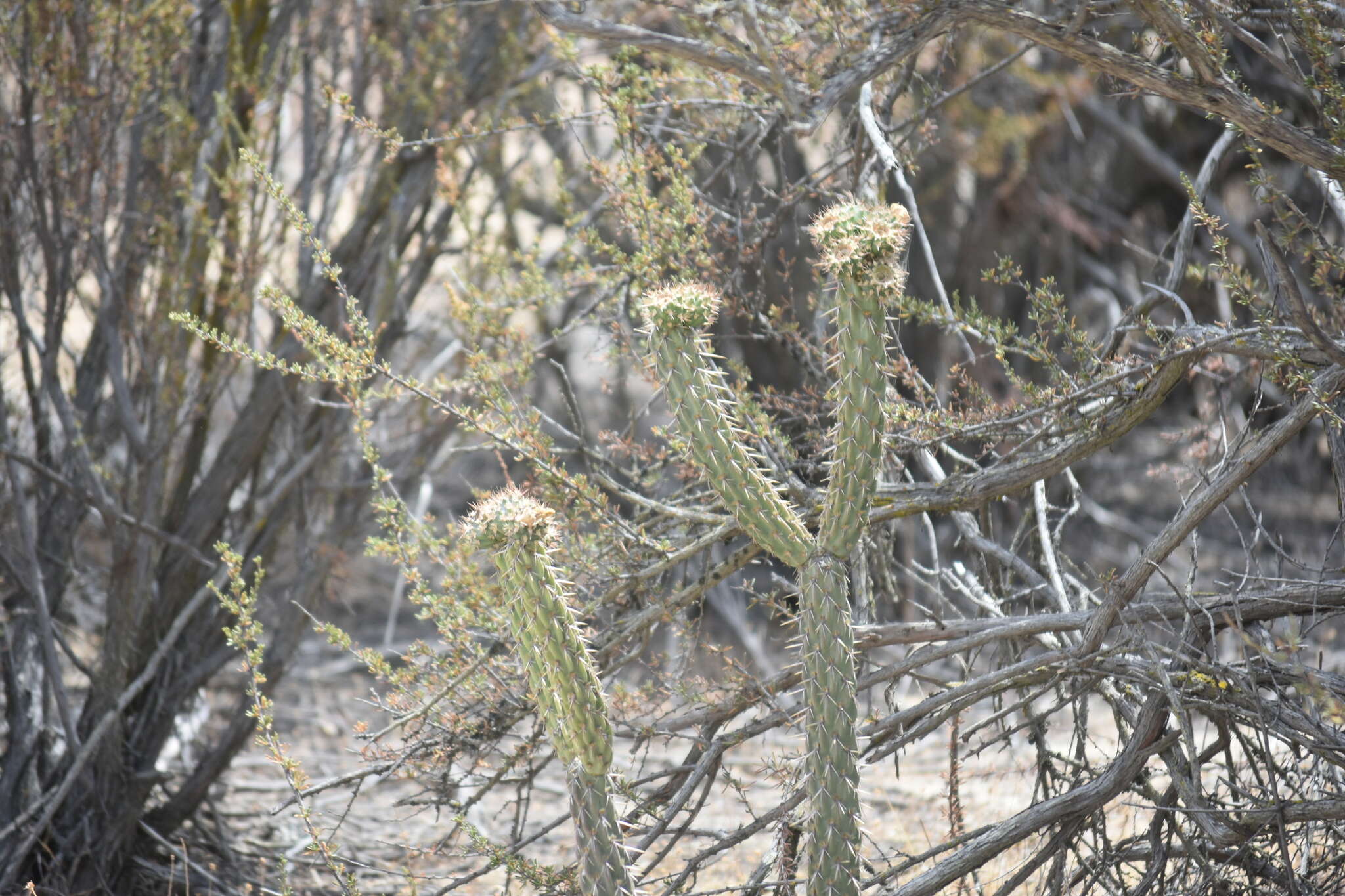 Image of Cylindropuntia californica var. rosarica (G. E. Linds.) Rebman