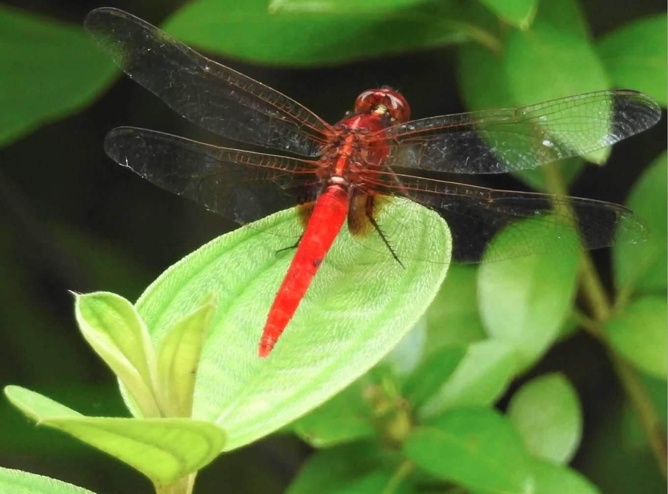 Imagem de Rhodothemis rufa (Rambur 1842)