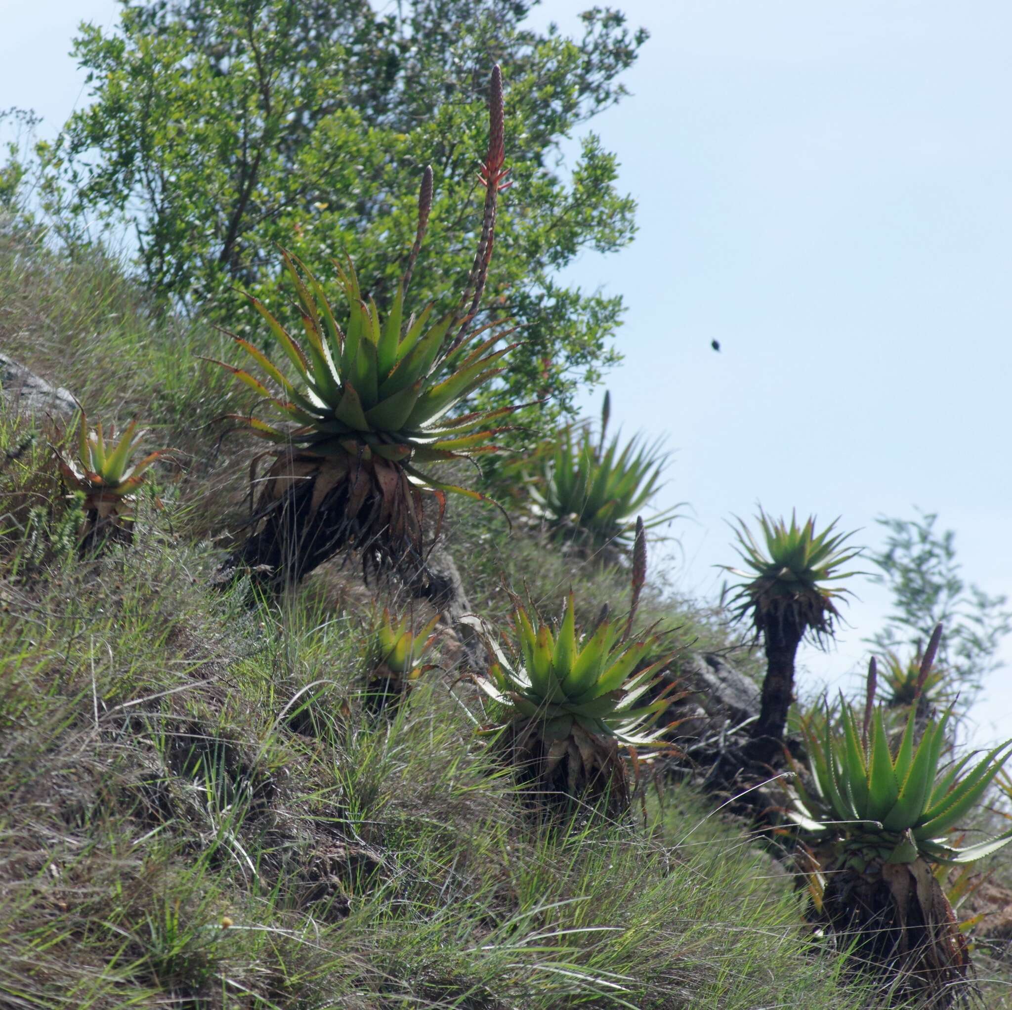 Image of Aloe lineata (Aiton) Haw.