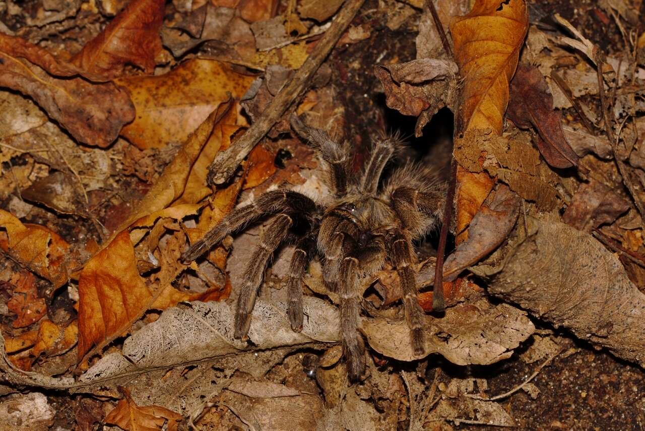 Image of Zimbabwe Grey Baboon Tarantula