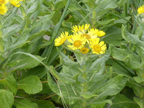 Plancia ëd Jacobaea pseudoarnica (Less.) Zuev