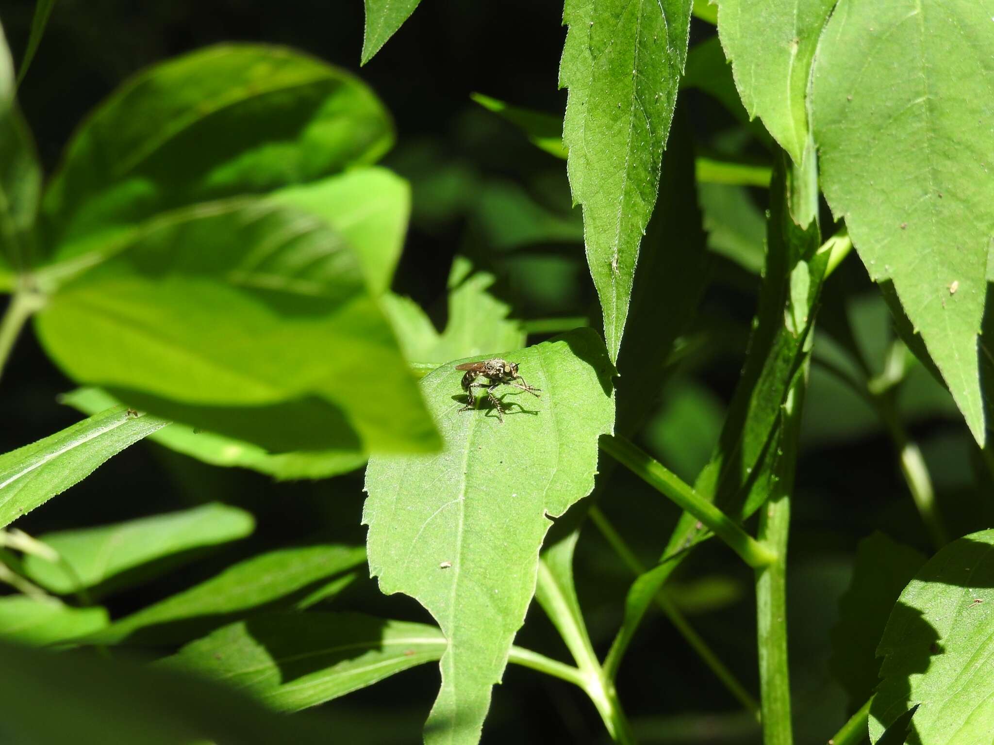 Image of Zabrops flavipilis (Jones 1907)