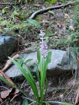 Слика од Liriope graminifolia (L.) Baker