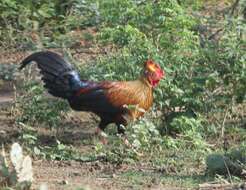 Image of Ceylon Junglefowl