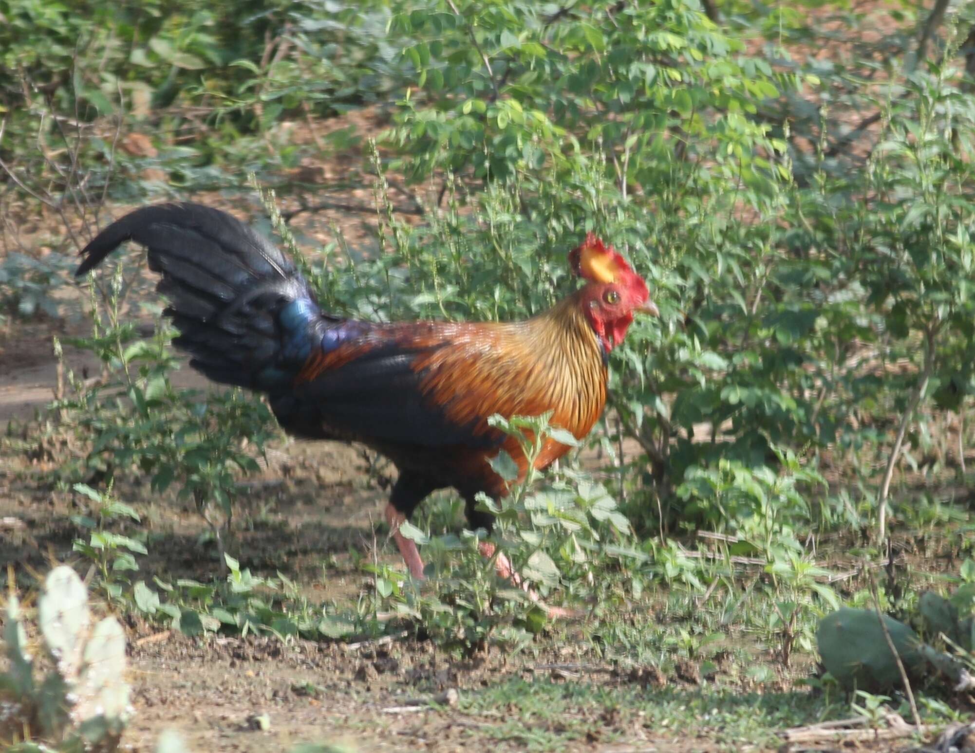 Image of Ceylon Junglefowl