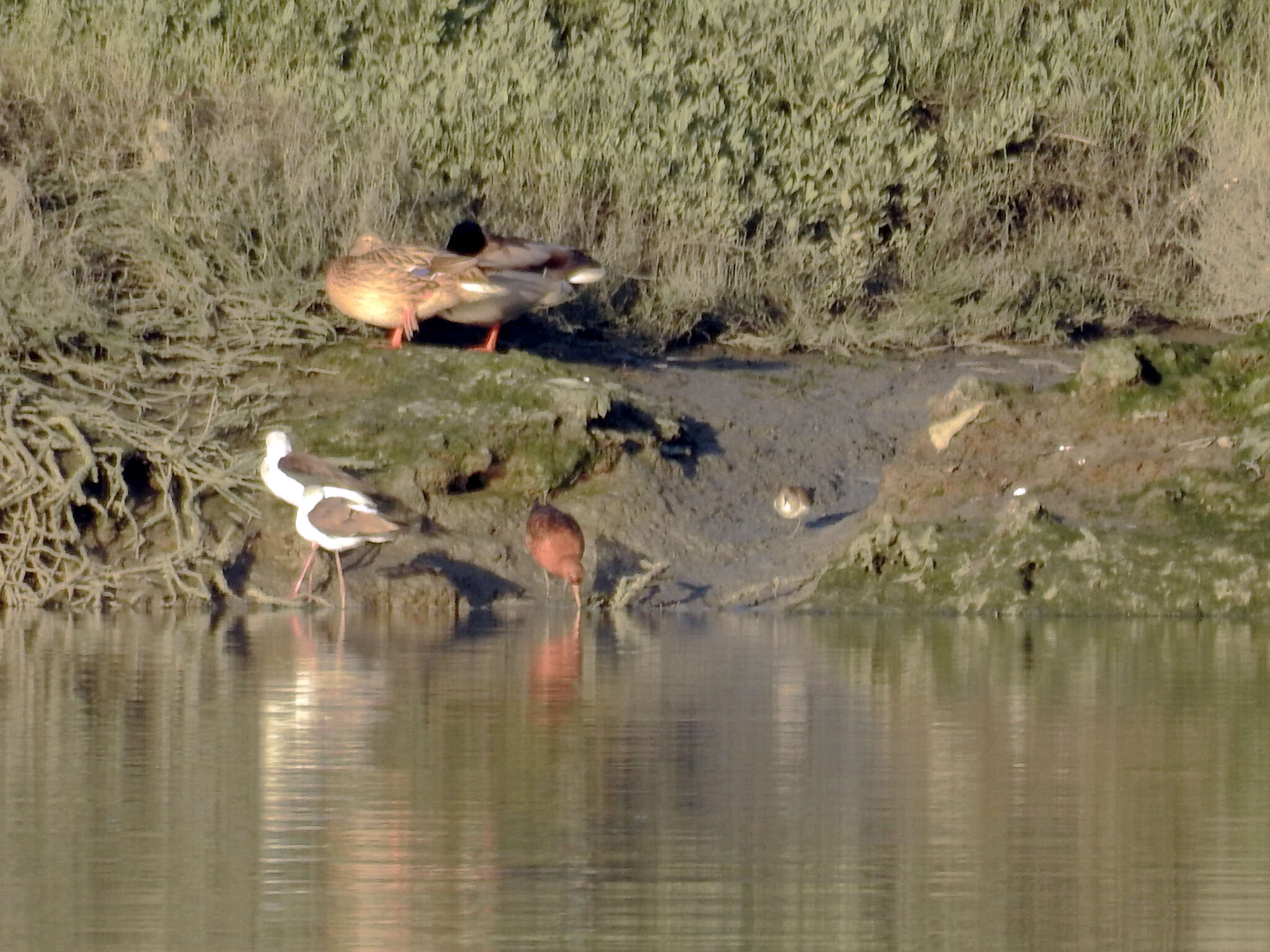 Image of Limosa limosa islandica Brehm & CL 1831