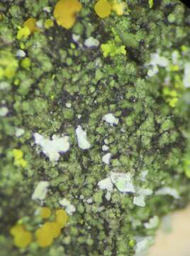 Image of waynea lichen