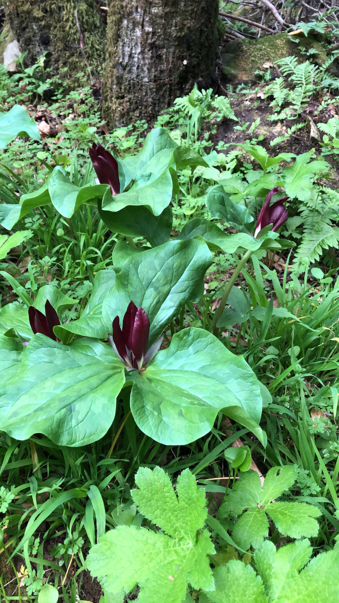 Trillium chloropetalum var. giganteum (Hook. & Arn.) Munz resmi