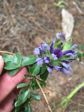 Image of Capetown pea