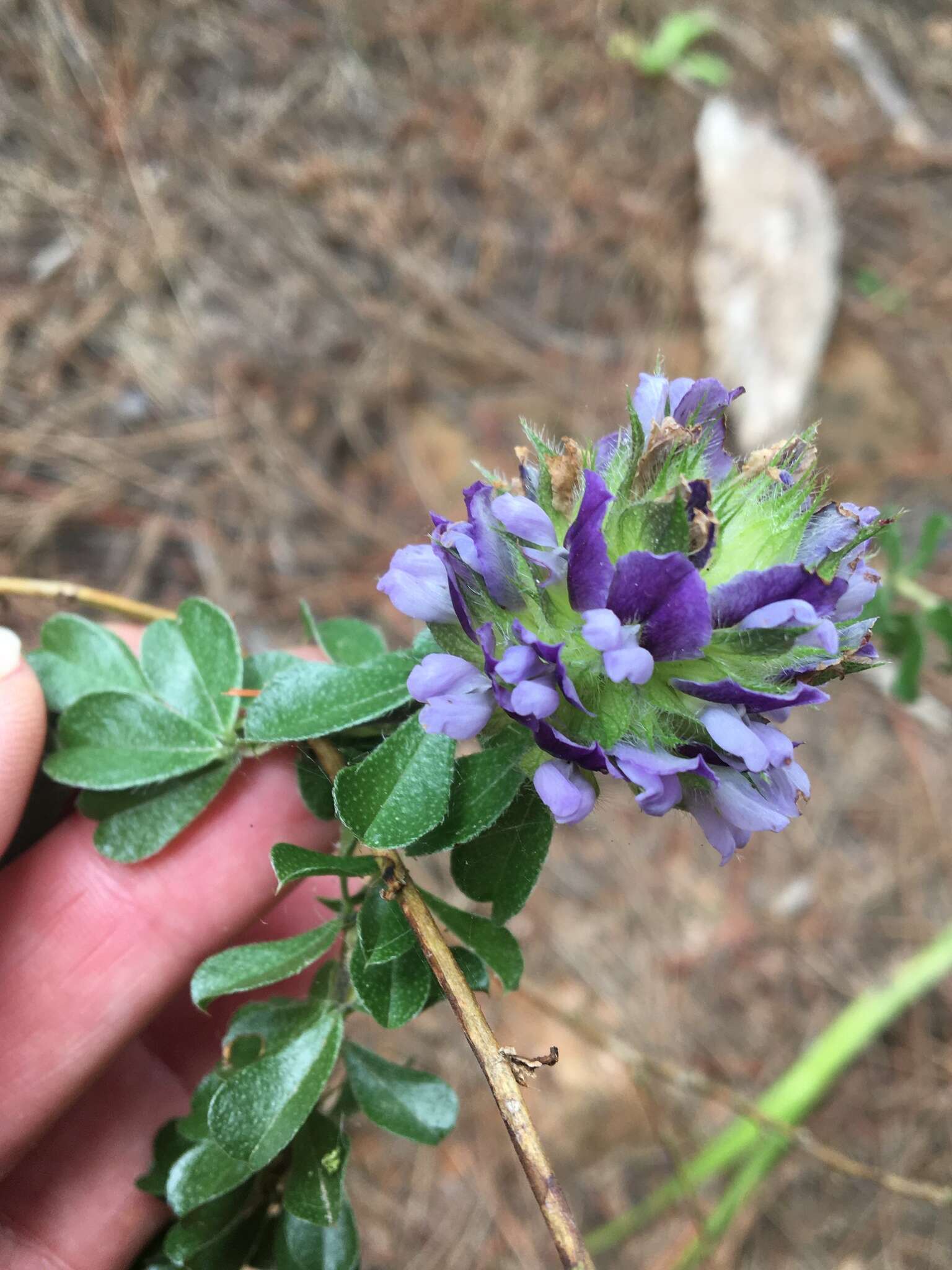 Otholobium fruticans (L.) C. H. Stirt.的圖片