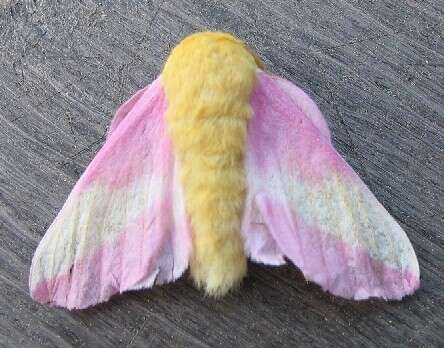 Rosy Maple Moth - Encyclopedia of Life