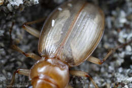 Image of Nebria (Reductonebria) diversa Le Conte 1863