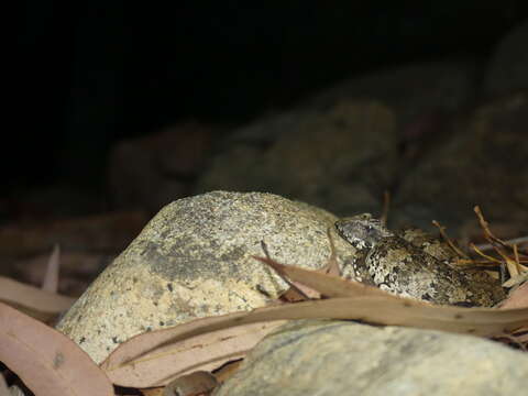 Image of Northern death adder