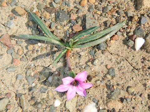 Image of Romulea tetragona M. P. de Vos