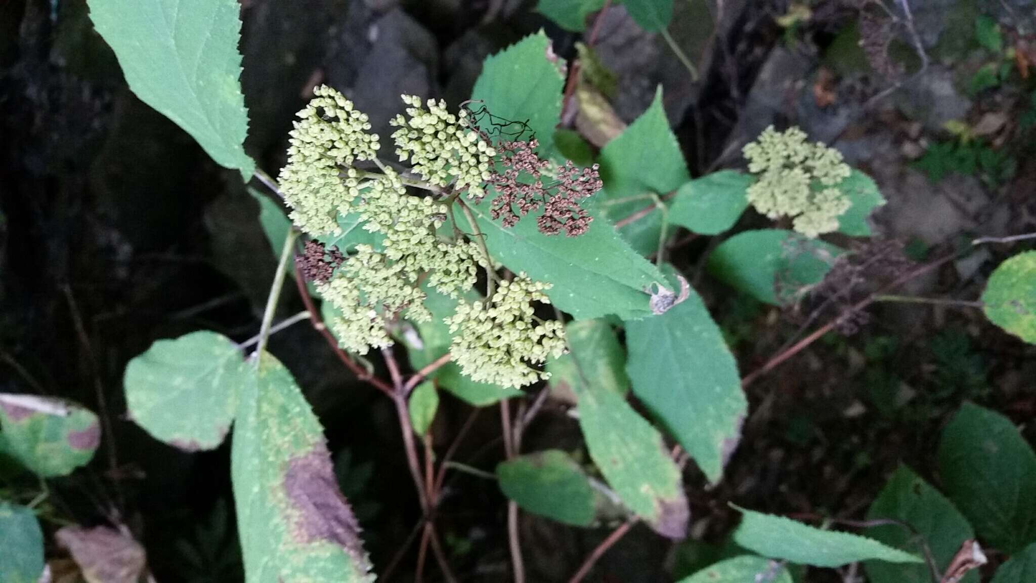 Image of wild hydrangea