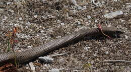 Image of Peninsula Brown Snake