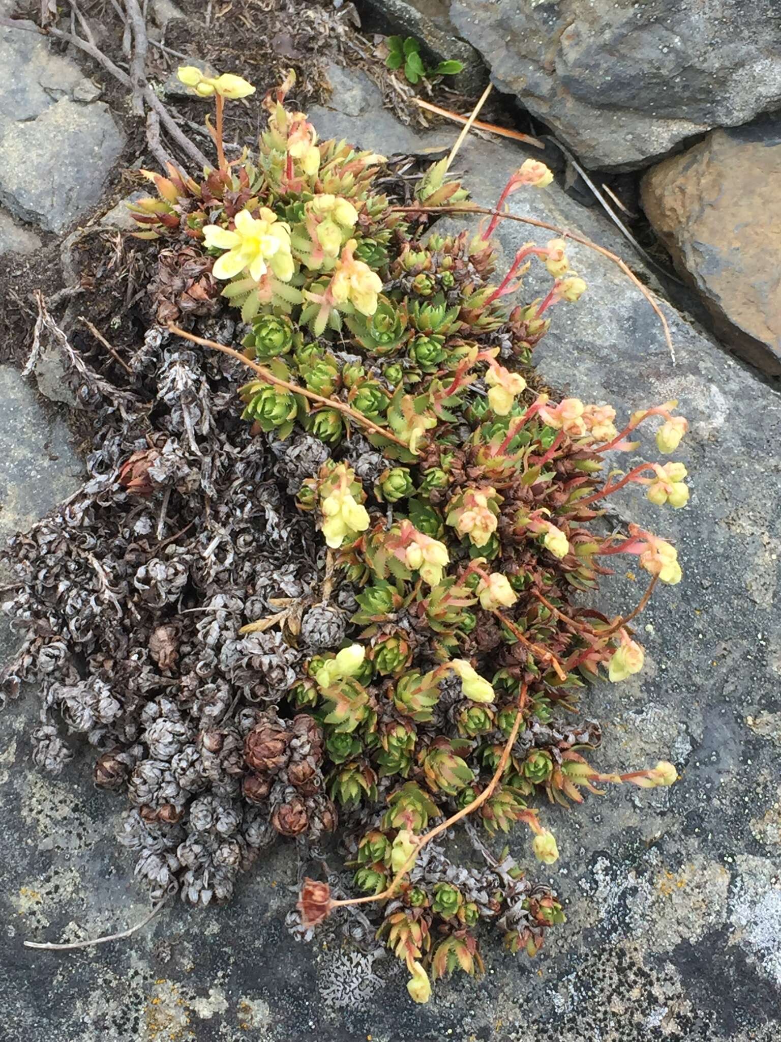 Image of Funston's Saxifrage