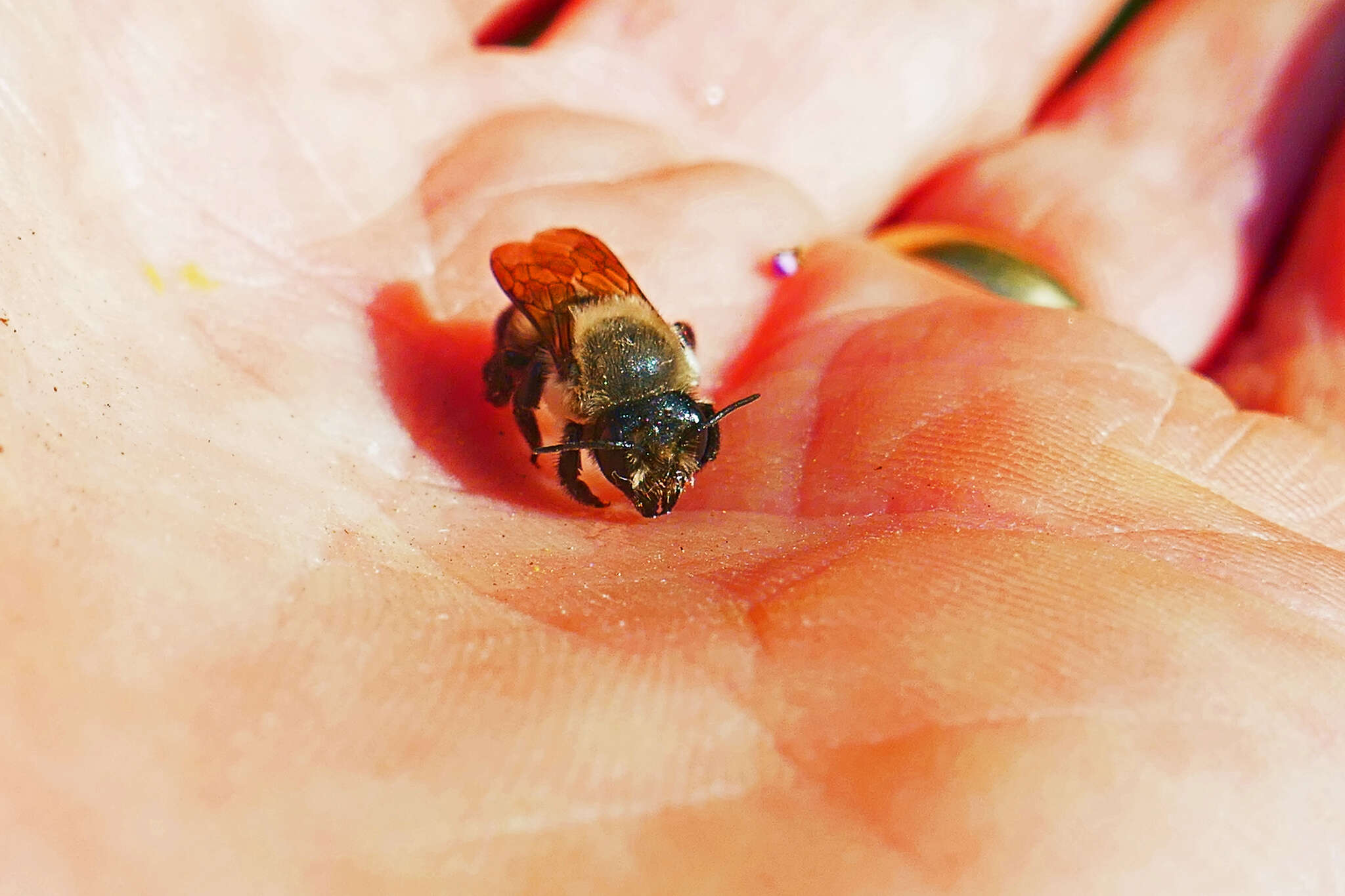 Image of Small-handed Leaf-cutter Bee