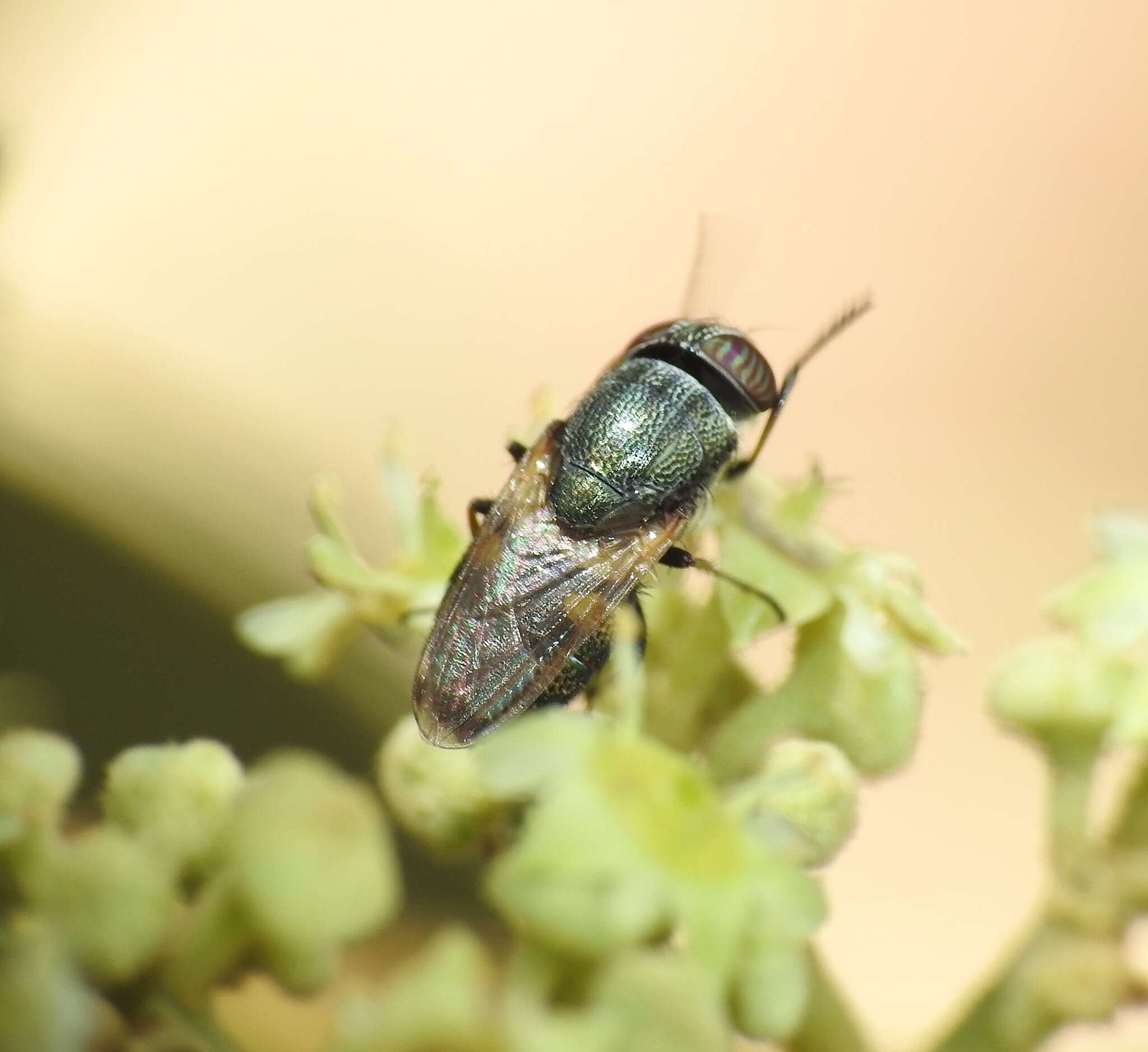 Stomorhina discolor (Fabricius 1794) resmi