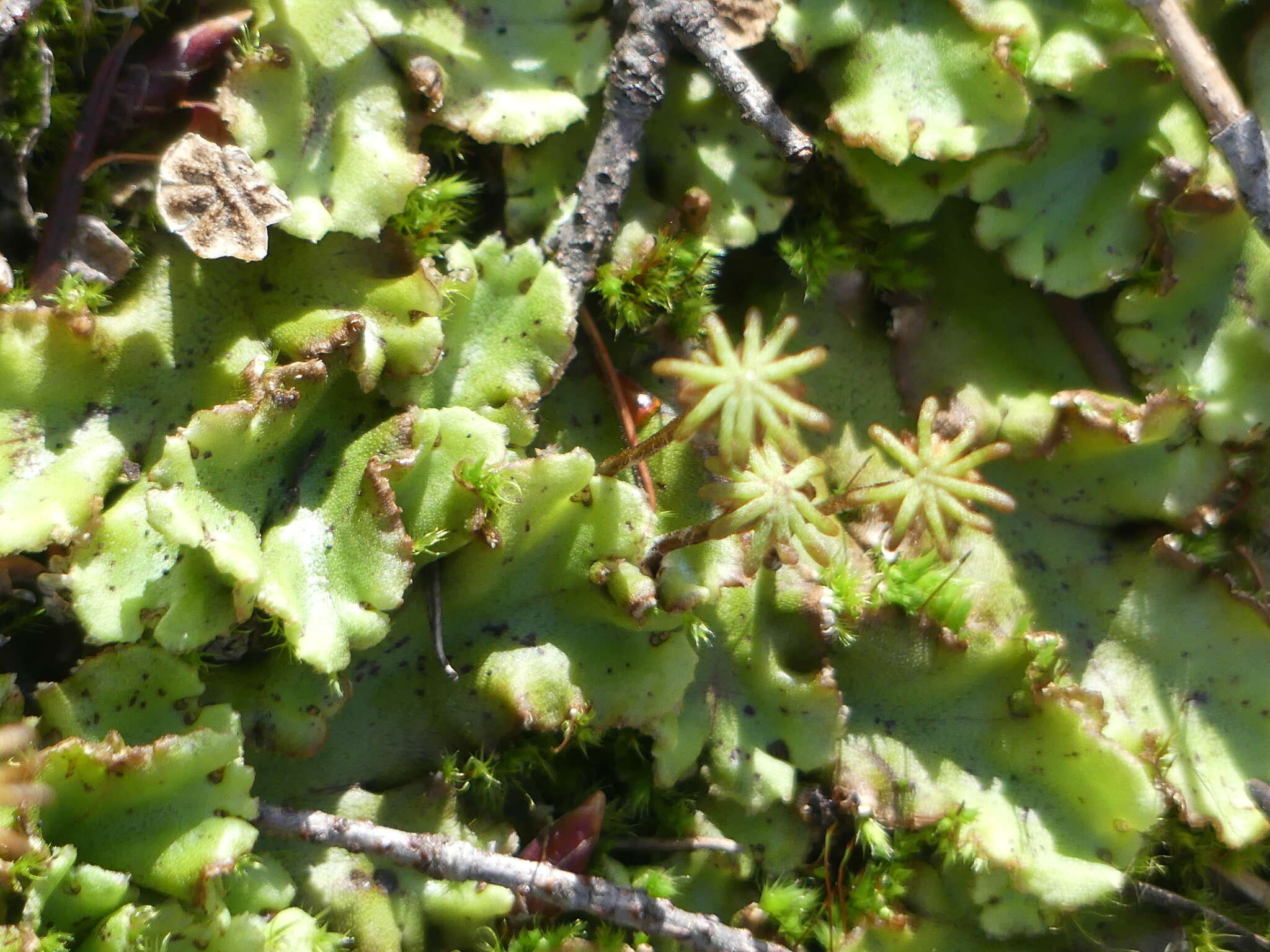 Image of Marchantia polymorpha subsp. montivagans Bischl. & Boissel.-Dub.