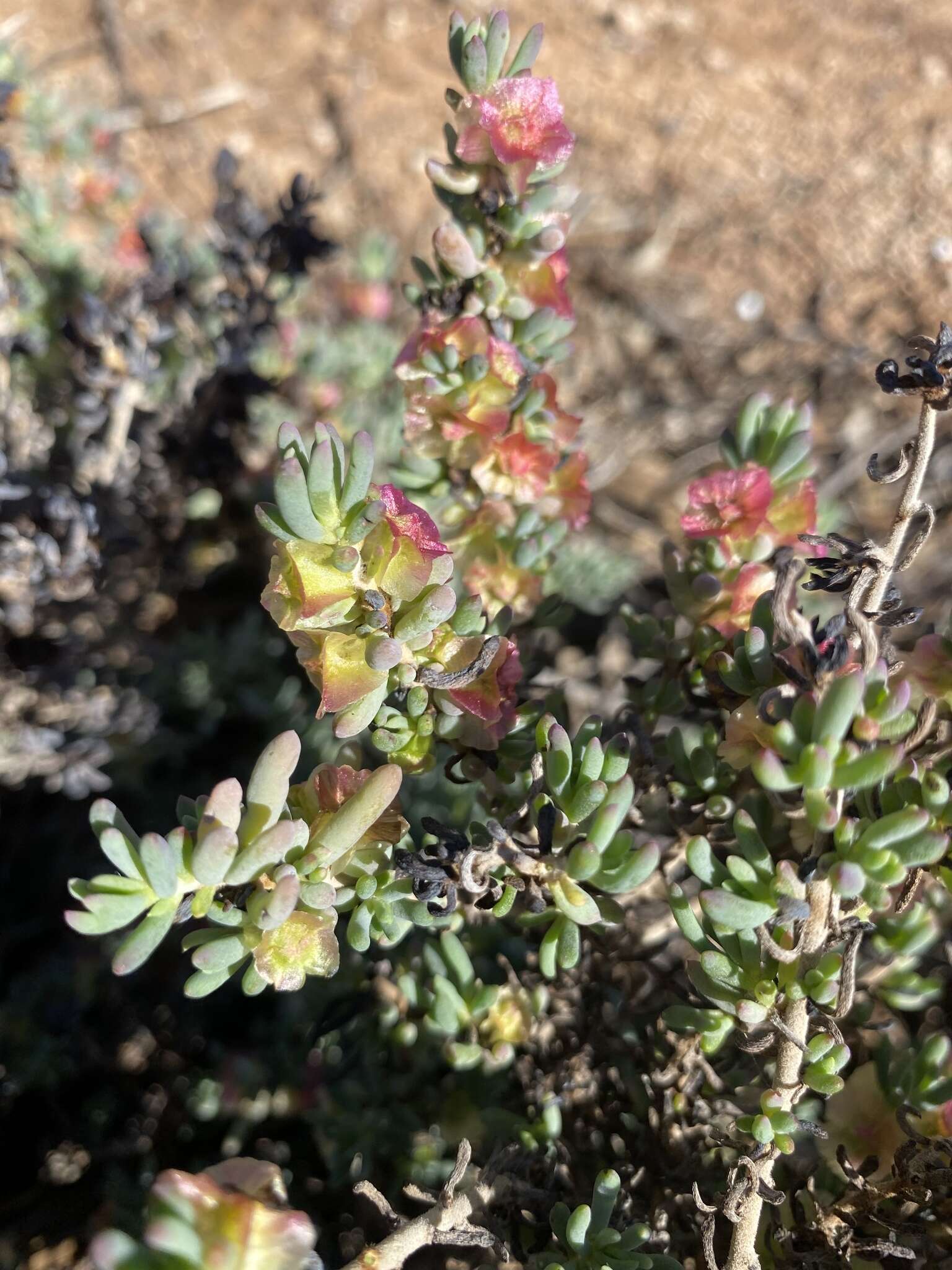 Image of rosy bluebush