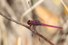 Image of Orthemis macrostigma (Rambur 1842)