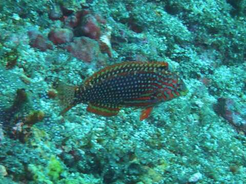 Macropharyngodon ornatus Randall 1978 resmi