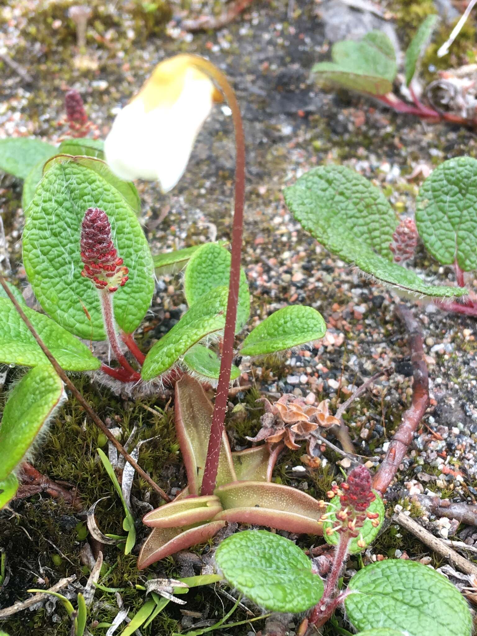 Image of Pinguicula alpina L.