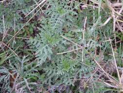 Image of slimleaf bur ragweed