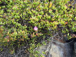 Imagem de Oscularia falciformis (Haw.) H. E. K. Hartm.