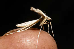 Image of Amblyptilia epotis (Meyrick 1905)