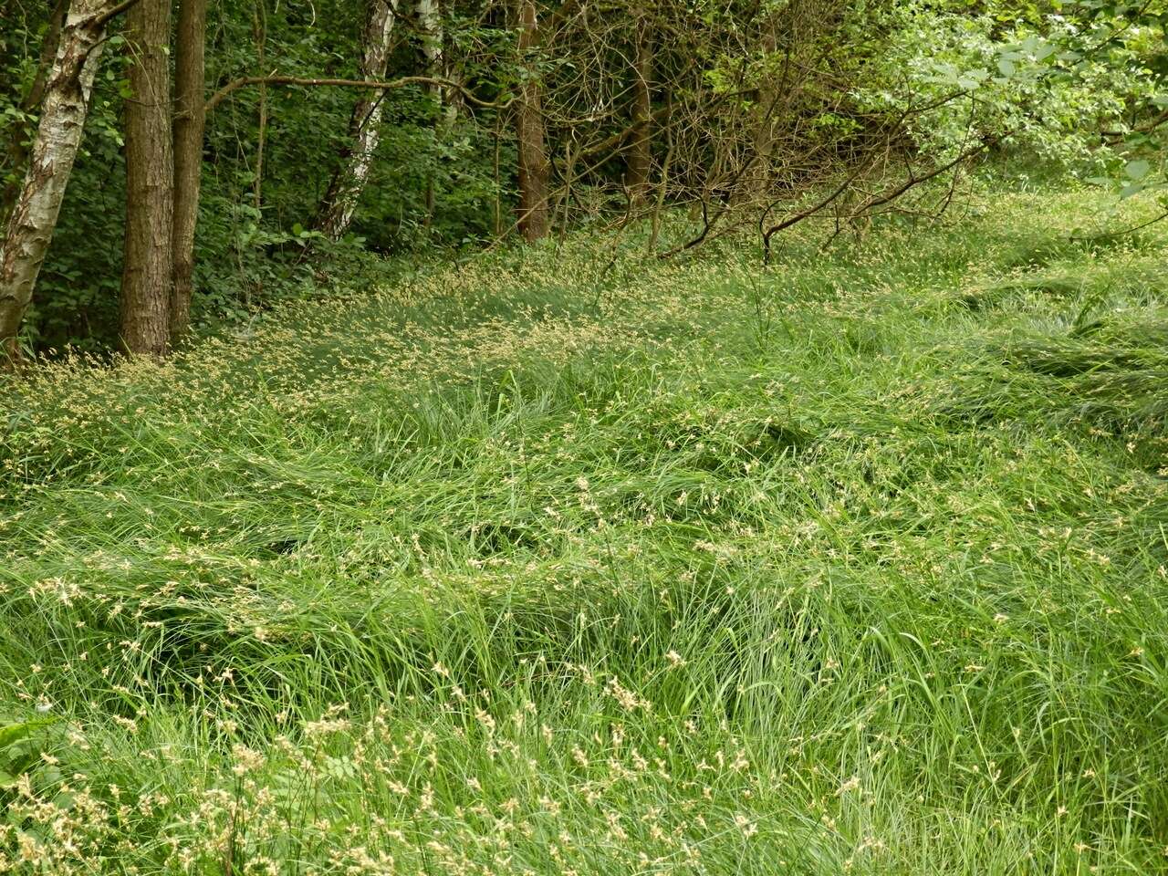 Image of quaking-grass sedge