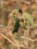 Image de Solanum campylacanthum subsp. campylacanthum