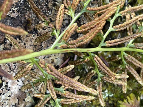 Sivun Cryptogramma sitchensis (Rupr.) Moore kuva