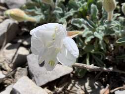 Imagem de Oenothera cespitosa subsp. crinita (Munz) Munz