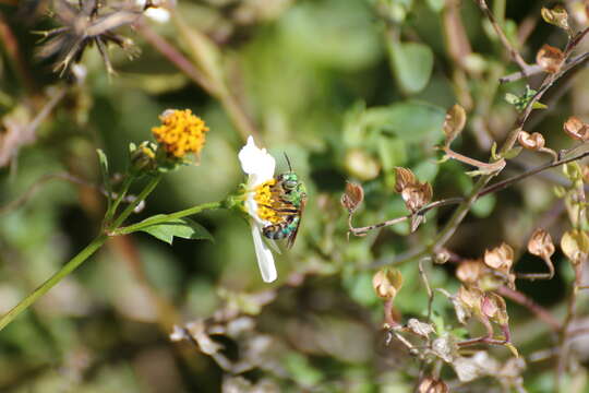 Image of Agapostemon splendens (Lepeletier 1841)