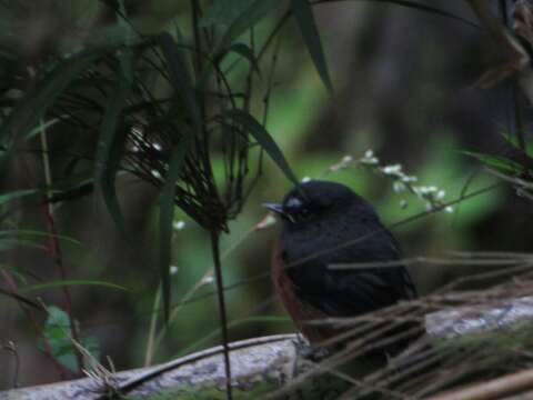 Ochthoeca cinnamomeiventris (Lafresnaye 1843)的圖片