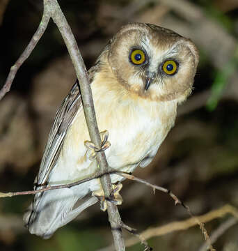 Image of Unspotted Saw-whet Owl