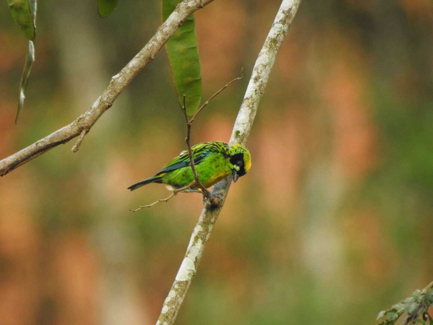 Tangara schrankii (Spix 1825) resmi