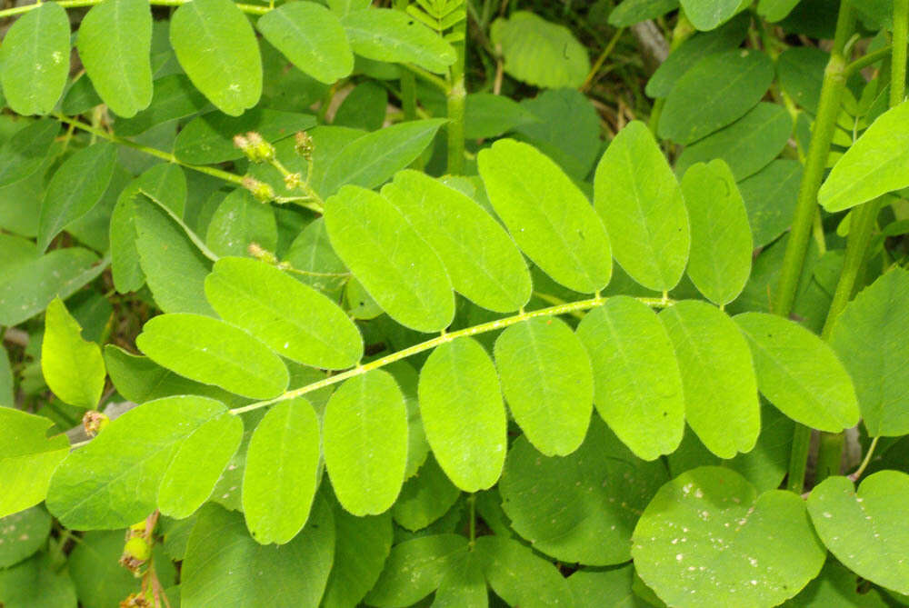 Слика од Astragalus canadensis var. canadensis
