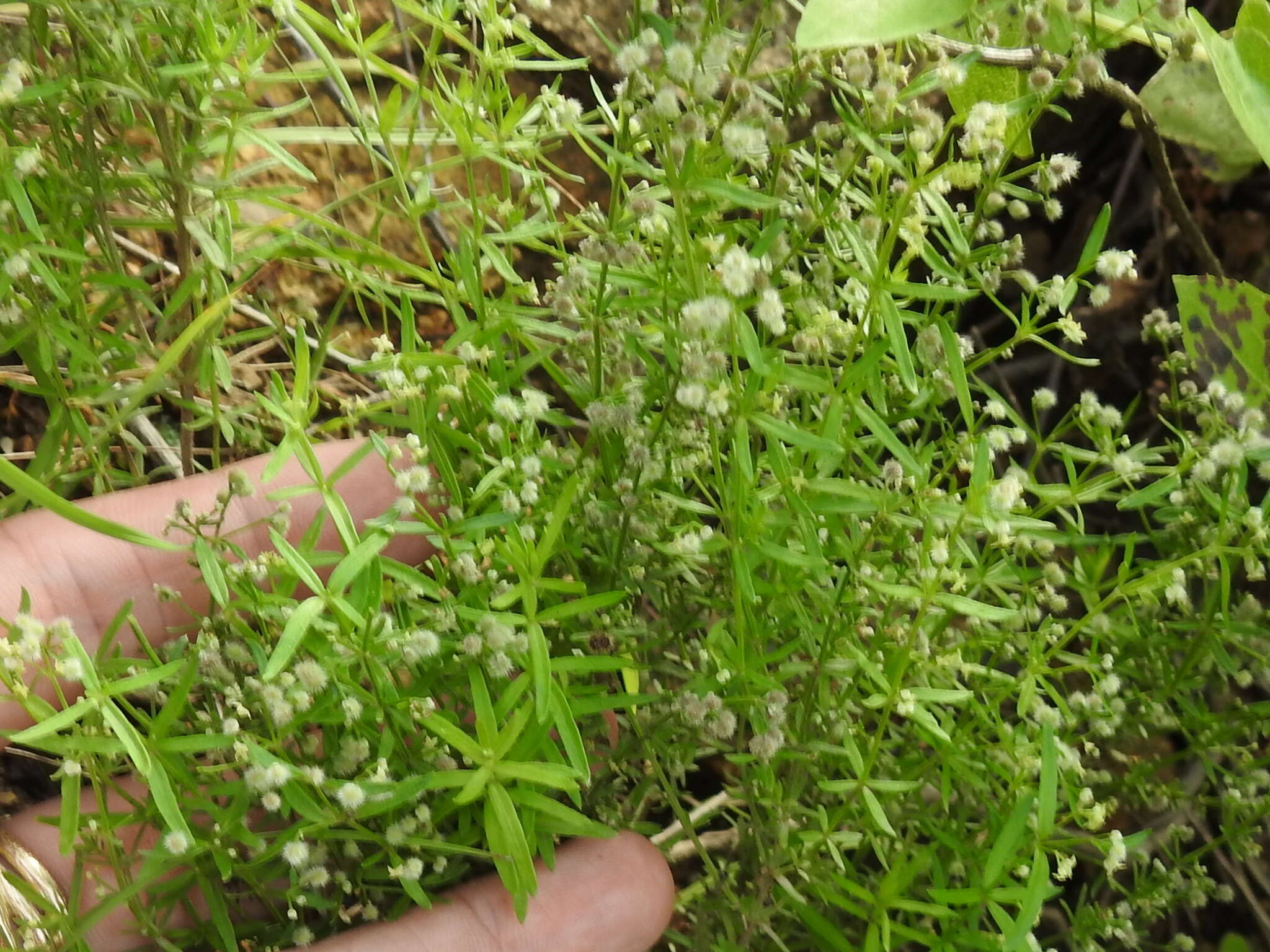 Plancia ëd Galium fendleri A. Gray