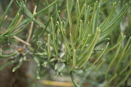 Image of Banksia occidentalis R. Br.