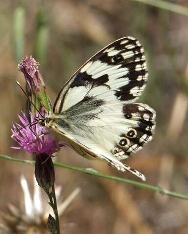 Imagem de Melanargia titea Klug 1832