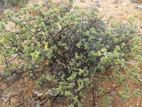 Imagem de Drosanthemum glabrescens L. Bol.