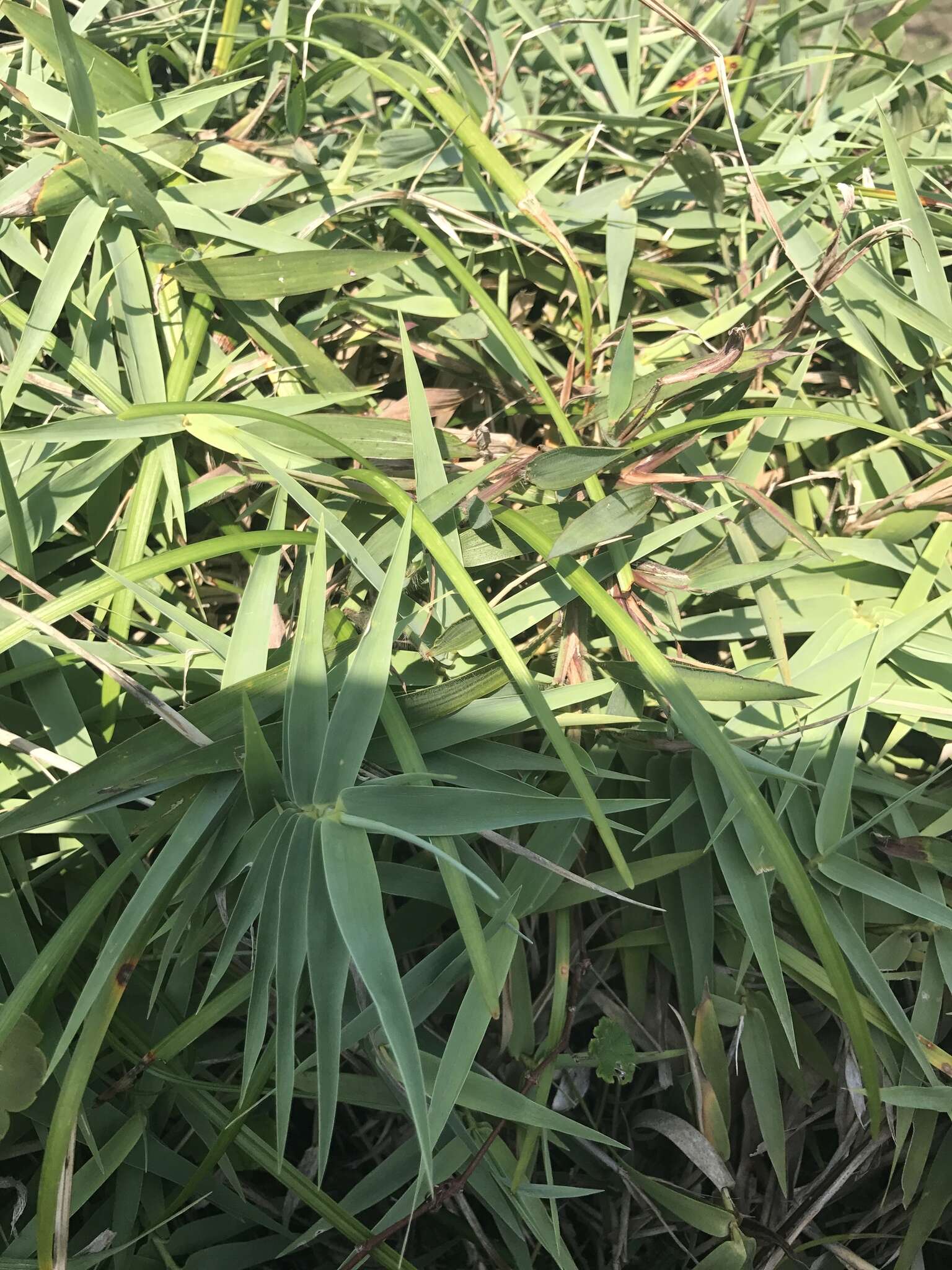 Image of Arundo formosana Hack.