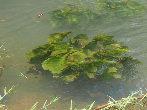 Image of Duck-Lettuce