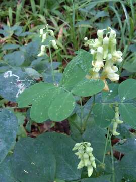 Слика од Lathyrus davidii Hance