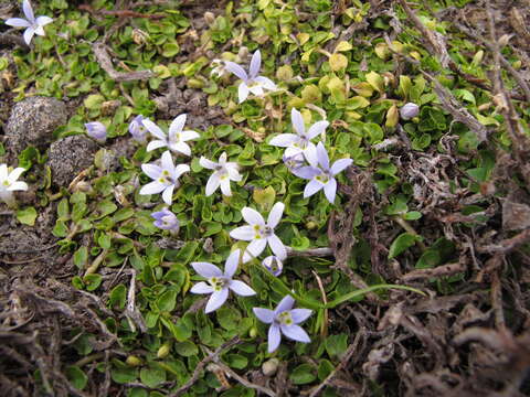 Image de Isotoma rivalis (E. Wimm.) Lammers