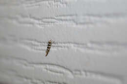 Image of juniper ermine moth