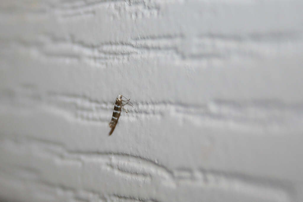 Imagem de Argyresthia trifasciata Staudinger 1871